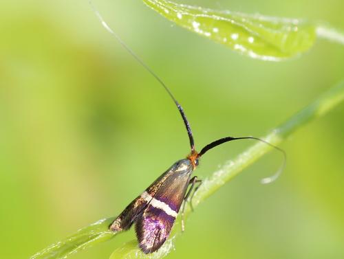 Adela australis